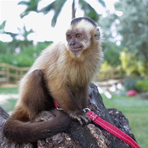 Tufted Capuchin Zoological Wildlife Foundation