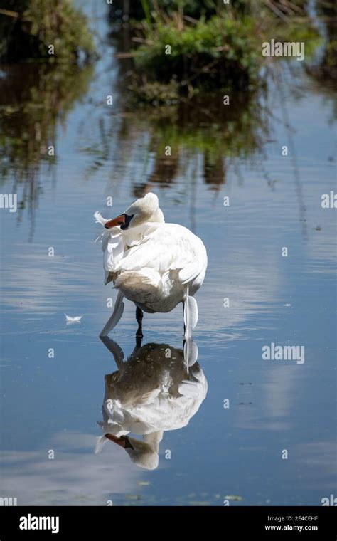 Hoeckerschwan Cygnus Olor Grooming Its Plumage Stock Photo Alamy