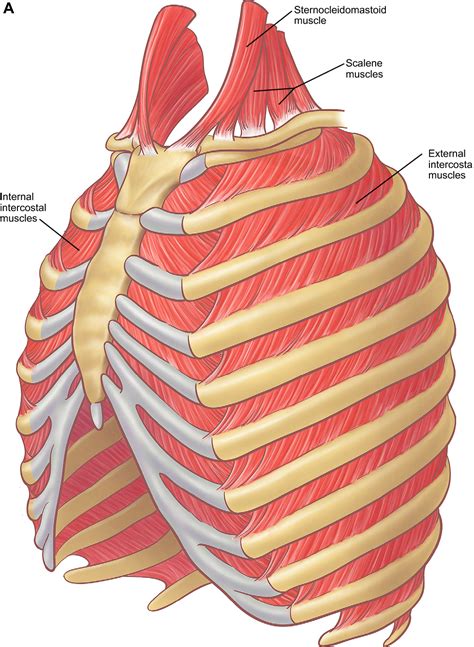 Anatomy Of Ribs And Sternum Thoracic Cage Anatomy And Clinical Notes