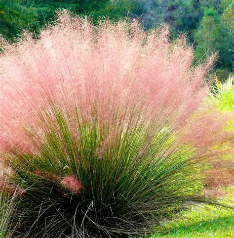 Coastal Muhly Grass For Sale Online The Tree Center