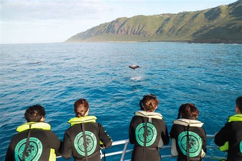 Oahu Dolphin Watching And Snorkelling Cruise Hellotickets