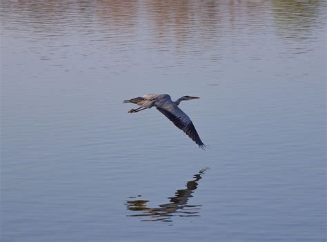 Grey Heron In Flight - Free photo on Pixabay - Pixabay