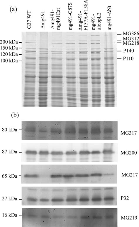 Protein Profile And Western Immunoblot Analysis Of The M Genitalium