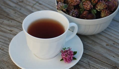 Как сушить клевер: правильная сушка в домашних условиях | Засушим ВСЁ!