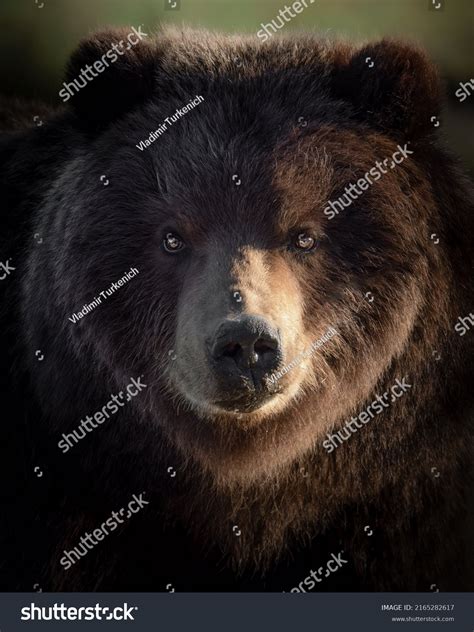 46,271 Bear Close Up Images, Stock Photos & Vectors | Shutterstock