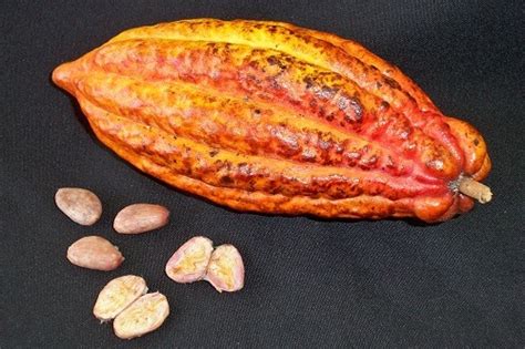 Criollo Cacao (Theobroma cacao) Seeds – Montoso Gardens