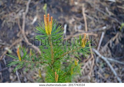 Close Pine Tree Flowers Stock Photo 2017743554 Shutterstock