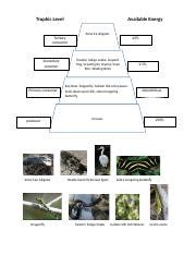 Everglades Energy Pyramid Activity.docx - Trophic Level Available ...