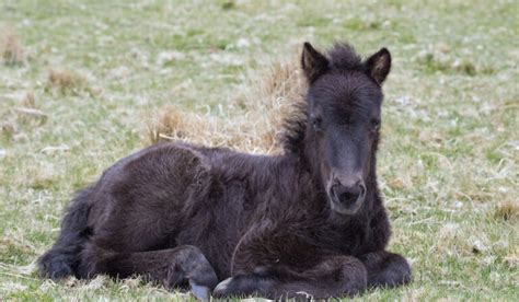 15 Black Pony Breeds - Helpful Horse Hints