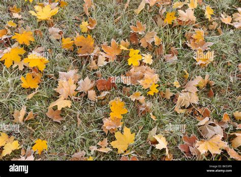 Maple Leaves, Fall Stock Photo - Alamy