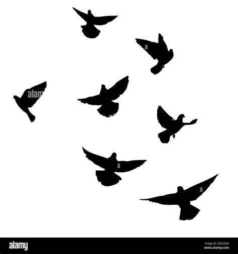 Set Of Flying Pigeons Silhouette Of Doves Fly On White Background