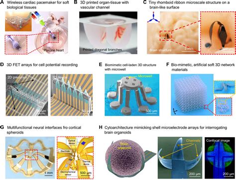 A Adhesion Between Bioelectronic Devices And Biological Tissues With