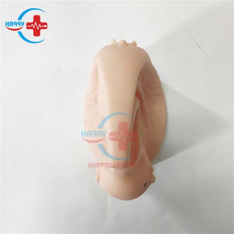 Hc S131 Advanced Female Anatomy Catheter Model Female Genital Organs