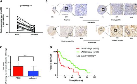 Lamb Expression Is Increased In Pancreatic Ductal Adenocarcinoma