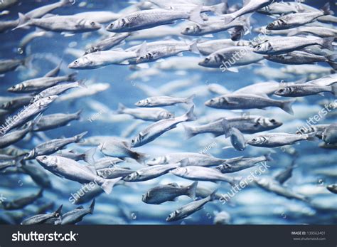 10,742 Fish migration Images, Stock Photos & Vectors | Shutterstock