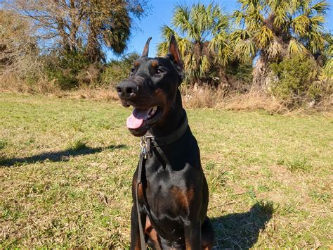 Pure Dobermanns - Doberman Pinscher Puppies for Sale in Wildwood, FL
