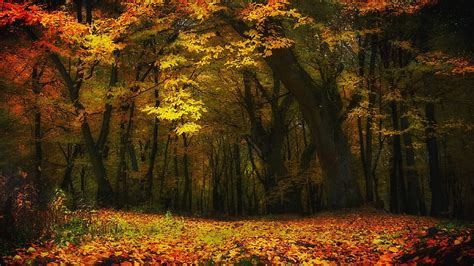 Hd Wallpaper Maple Leafed Plant Gray Pave Road At Night Fall Park