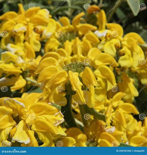 Phlomis Fruticosa (Jerusalem Sage) Yellow Flower Stock Image - Image of