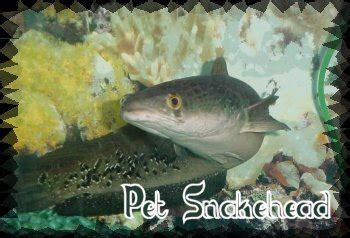 Snakehead Fish Pictures