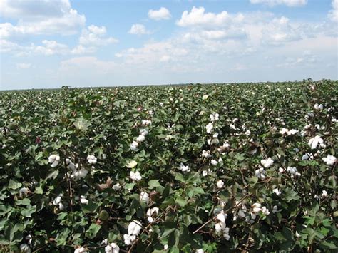 cotton fields   tensas parish louisiana  flickr