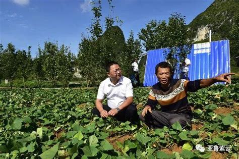 「脫貧攻堅群英譜」麻山深處刨窮根——記南方電網貴州公司駐紫雲扶貧工作隊 每日頭條