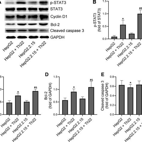 Effect Of Th Cells On The Proliferation Of Hepg And Hepg