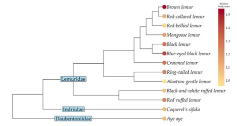 Phylogenetic tree of 13 lemur species in our comparative analyses, with ...