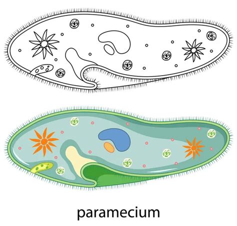 143 Paramecium Vector Images Depositphotos