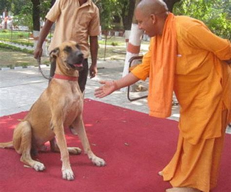 Why Yogi Adityanath's love for animals doesn't nullify his politics of ...