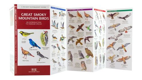 Great Smoky Mountain Birds - A Pocket Naturalist Guide