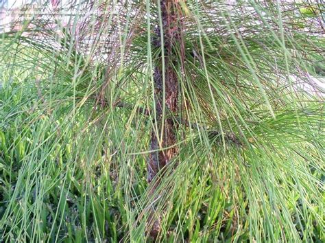 PlantFiles Pictures Pinus Species American Pitch Pine Slash Pine