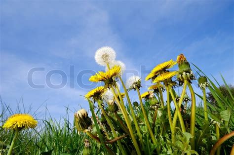 Gule M Lkeb Tte Blomster I Naturen Med Stock Foto Colourbox