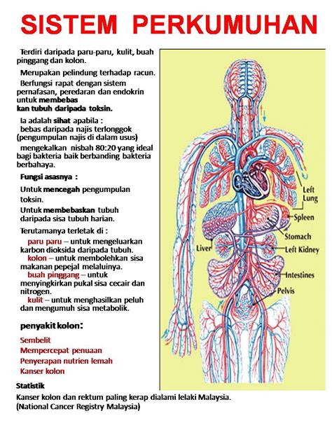 Tubuh Manusia Lembaran Kerja Anggota Badan Sistem Dalam Badan Manusia