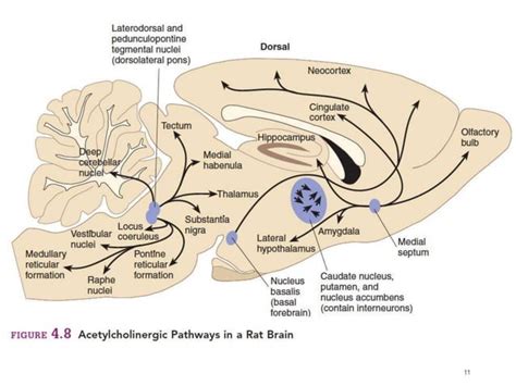 Biosynthesis Of Acetylcholine In Cns And Cholinergic Transmission