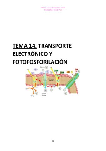 TEMA 14 FISIO VEGETAL I Pdf