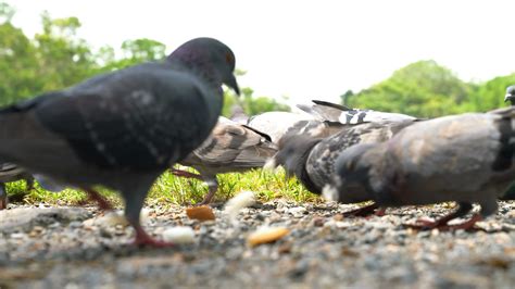 closeup pigeons eat food in the park 23443803 Stock Video at Vecteezy