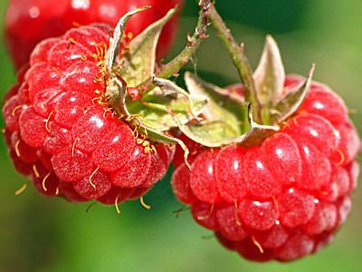 Малина сорт Новость Кузьмина - описание, посадка, уход, отзывы