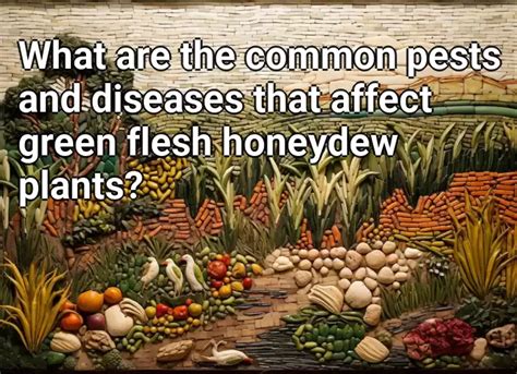 What Are The Common Pests And Diseases That Affect Green Flesh Honeydew