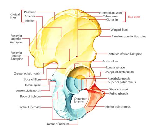 Iliac Crest – Earth's Lab