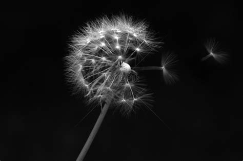 Black And White Dandelion Picture And HD Photos | Free Download On Lovepik