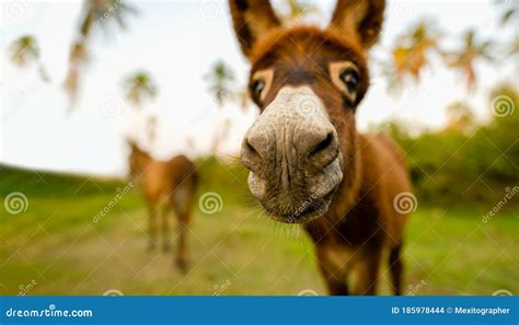 Donkey Funny Face Stock Photo Image Of Baby Animal 185978444