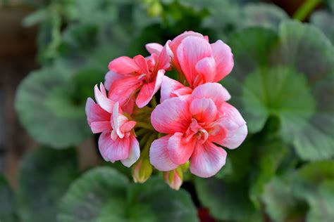 Free picture: flowers, garden, geranium, plant, flower, flora, nature, leaf