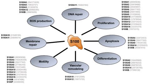 Ijms Free Full Text S100 Proteins In Fatty Liver Disease And Hepatocellular Carcinoma