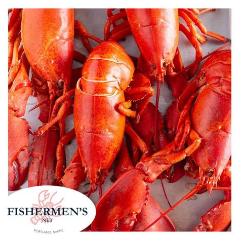 Warm Water vs Cold Water Lobster: What Is the Difference? – Fishermen's Net