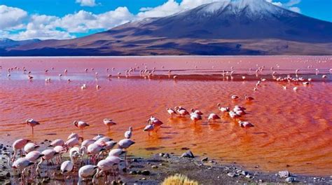 The Lake Natron, Tanzania | Flamingos at Lake Natron