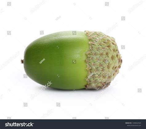 Green Acorn Isolated On White Background Stock Photo 1490832569