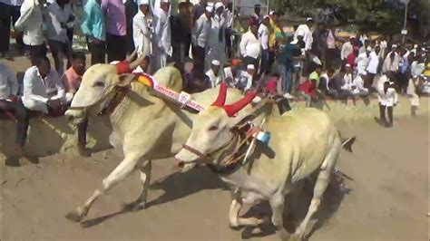 विलासशेठ सबाजी घोलप प्रसिद्ध गाडामालक नांदूर पठार ११७० मिली वडगाव