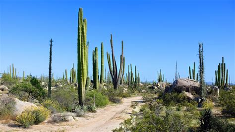 Cactus Mexicain plante vitale Mexique Découverte