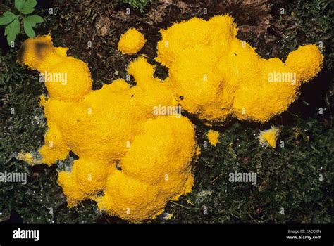 Slime Mould On Moss Slime Moulds Are Unusual Organisms That Have