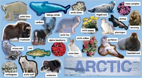 Arctic Animals and Land - site was created for Marc bousquet'sEnglish ...